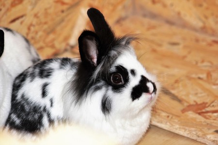 Dwarf bunny rodent Black white lion headの写真素材