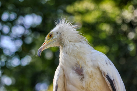 Portrait of a Egyptian vulture