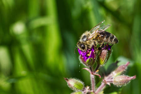 Honey bee collects nectar and pollinates the blossomの写真素材