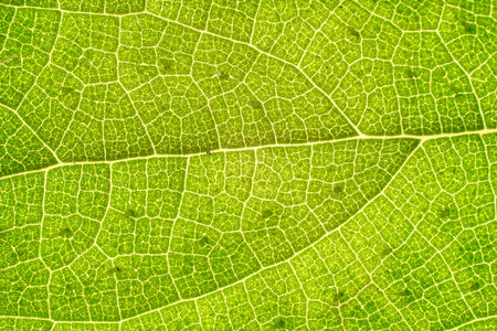 Texture and background for creative art work design for artists