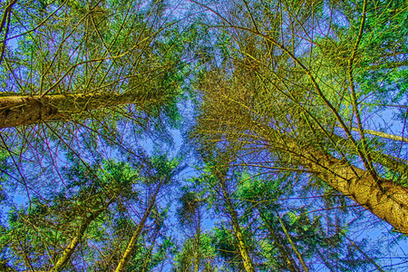 The magical world of the forest in colorful colors / Hiking in nature is good for soul mind and body