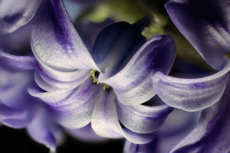 The hyacinth is a hardy bulbous plant that flowers in spring.の写真素材