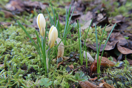 Crocus the first harbinger of spring in the new year