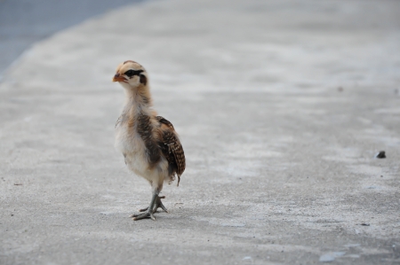 Baby chick on road in sunny dayの写真素材