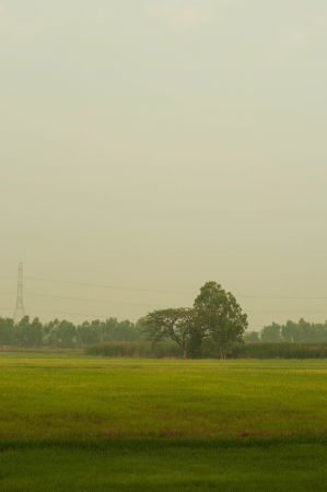 Rice fields and sky in Thailand の写真素材