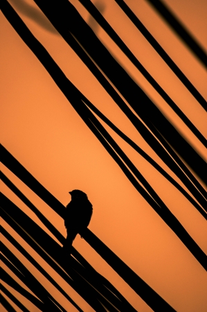 Bird on a wire and orange skyの写真素材
