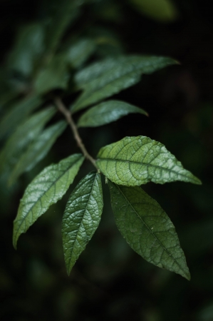 Green leaves in the dark climateの写真素材