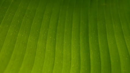 Details of banana leaves that were photographed in close-upの写真素材