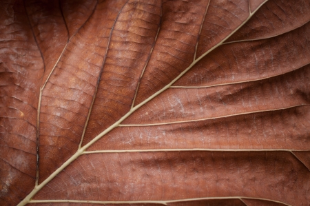 Leaf through a long period of timeの写真素材