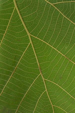 Details of the leaf was photographed at close range