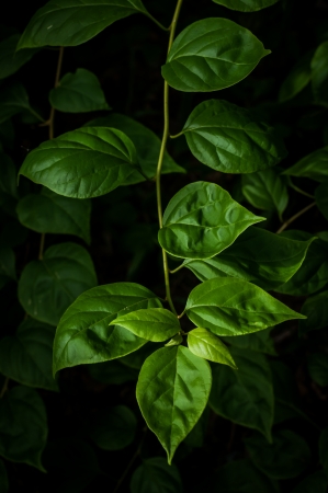 Green leaves in the dark climateの写真素材