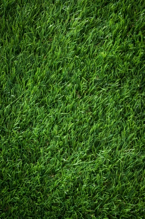 Texture of fresh green grass in sunny dayの写真素材
