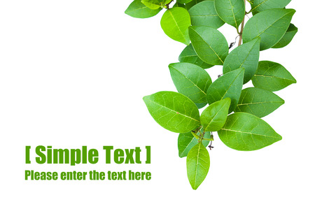 The background image of the surface of the leavesの写真素材