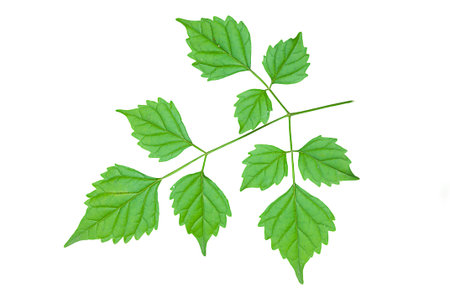 The background image of the surface of the leaves