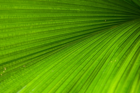 Details of the leaf was photographed at close rangeの写真素材