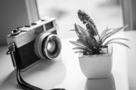 Film cameras and flowers near the windowの写真素材