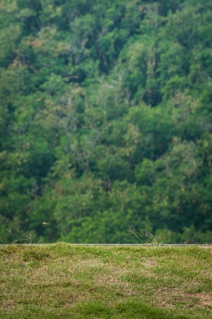 Evergreen trees on a mountainsideの写真素材