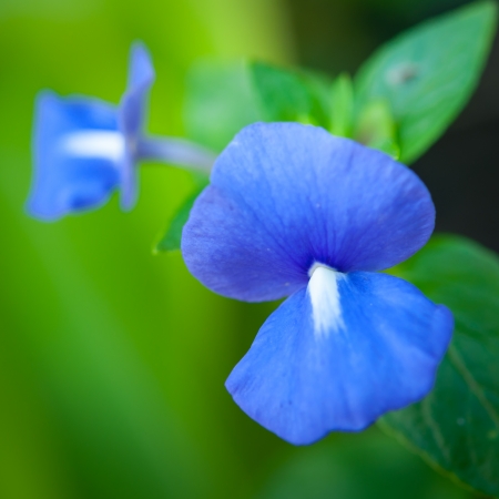 Ornamental plant that is native to Brazilの写真素材
