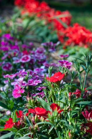 Colorful dianthus chinensis flower is species of Dianthus native.の写真素材