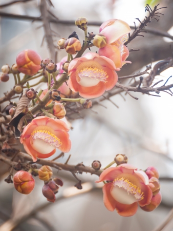 Couroupita guianensis (Sal Tree)whose common names include Ayahuma and the Cannonball Tree. The tree is medium to large deciduous canopy round or oval dense greenish gray brown barkの写真素材