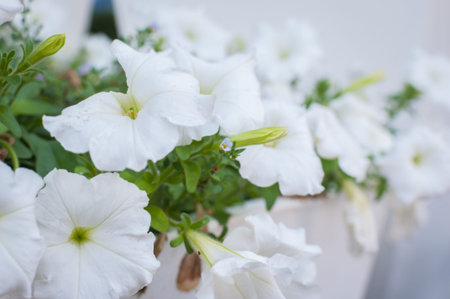 Colorful petunias close-up, selective focus, shallow DoFの写真素材