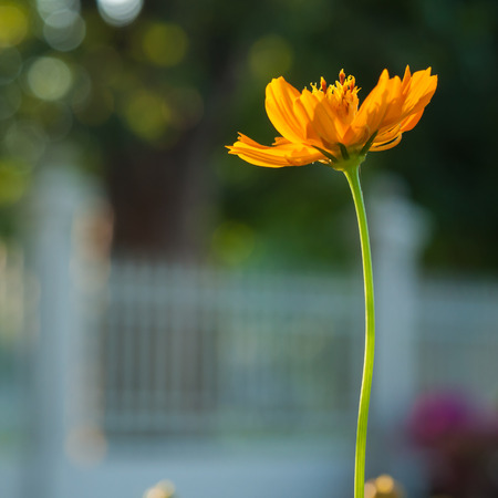 Cosmos flower with green leaf on bokeh backgroundの写真素材