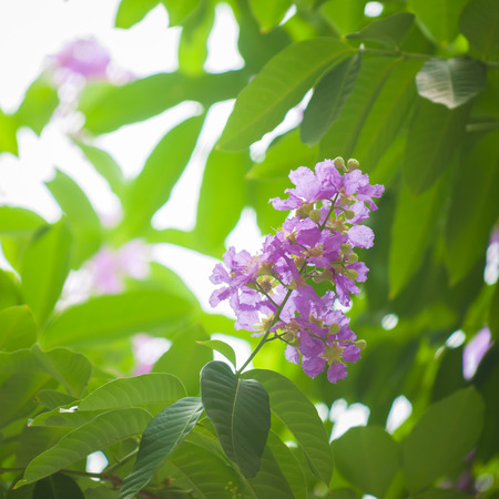 Cananga flower on a natural backgroundの写真素材