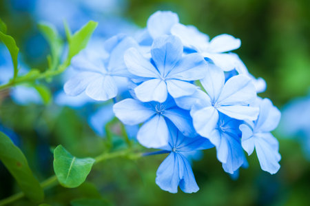 Closeup of the plan "Plumbago Auriculata", widely known as Plumbago Capensis. Other common names: Cape Plumbago, Cape Leadwort, and Blue Plumbago. Tropical, evergreen, flowering shrub.の写真素材