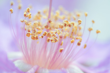 Carpel of cananga flower on a natural background in pastel filteredの写真素材