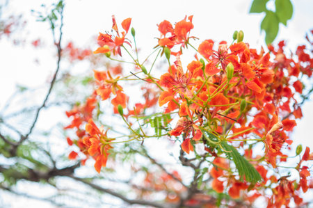 Royal Poinciana or Flamboyant (Delonix regia)