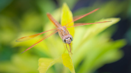 Closeup of a Dragon Fly on a twig in the graden