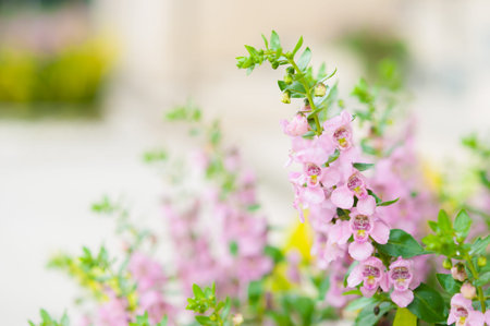 Close up beautiful Waew Wichian (Angelonia goyazensis Benth; Thai style forget-me-not)の写真素材