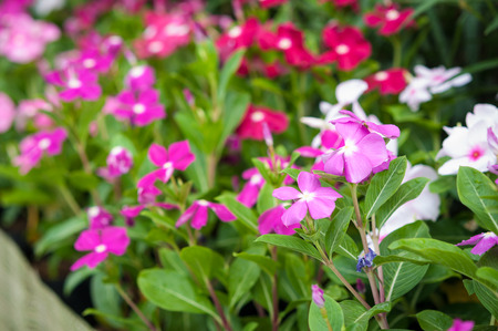 Flowers and herbs that have the ability to treat diseaseの写真素材