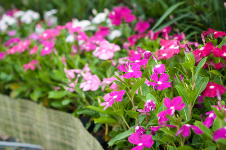 Flowers and herbs that have the ability to treat diseaseの写真素材