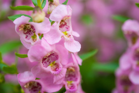 Close up beautiful Waew Wichian (Angelonia goyazensis Benth; Thai style forget-me-not)の写真素材