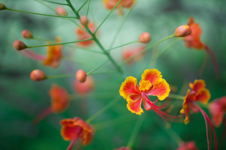 Close-Up of Peacock's crest flower in the garden, Soft focusの写真素材