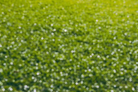 Sunny abstract green nature background, selective focusの写真素材