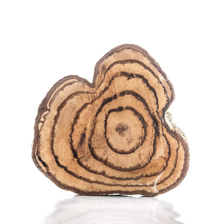 Tree stump isolated on white background