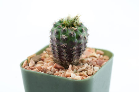 Cactus in flowerpot isolated on white backgroundの写真素材