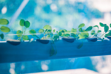 Hydroponics method of growing plants using mineral nutrient solutions, in water, without soil. Close up shootの写真素材