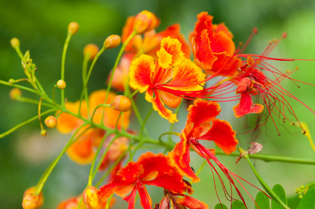 Close-Up of Peacock's crest flower in the garden, Soft focusの写真素材