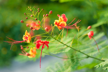 Close-Up of Peacock's crest flower in the garden, Soft focusの写真素材