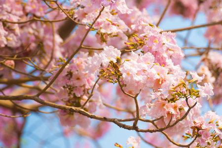 Tabebuia rosea (Pink trumpet) blooming, Tebebuia Flower from Thailand