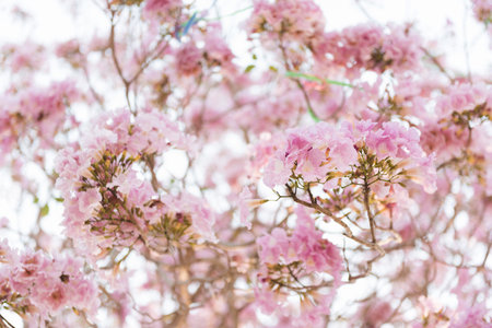 Tabebuia rosea (Pink trumpet) blooming, Tebebuia Flower from Thailand