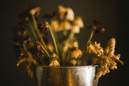 Withered flower in flowerpot on black background,  Sensitive focusの写真素材