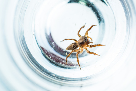 Jumping Spider On White Background, Spider in Thailandの写真素材