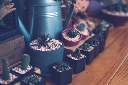 Small cactus in a pots - Color Effectの写真素材