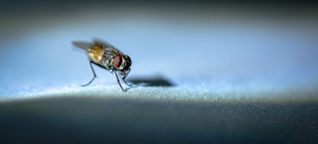Macro shot of ugly fly, Color Effect Image.