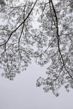 Big tree and branches of tree over head - Color Effectの写真素材