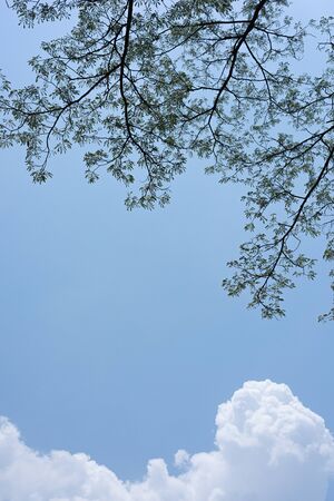 Big tree and branches of tree over headの写真素材